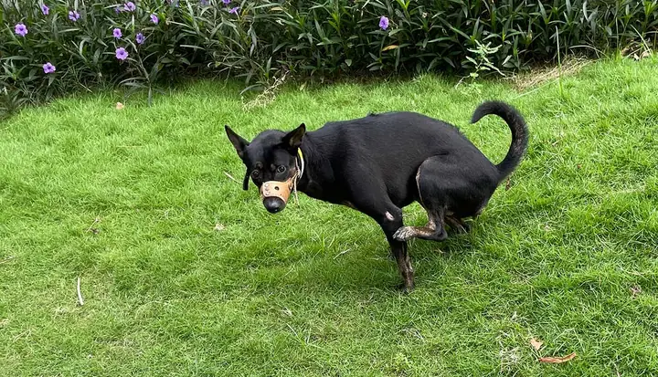 Tại Sao Nuôi Chó Ở Chung Cư Lại “bị Làm” Khó Khăn?