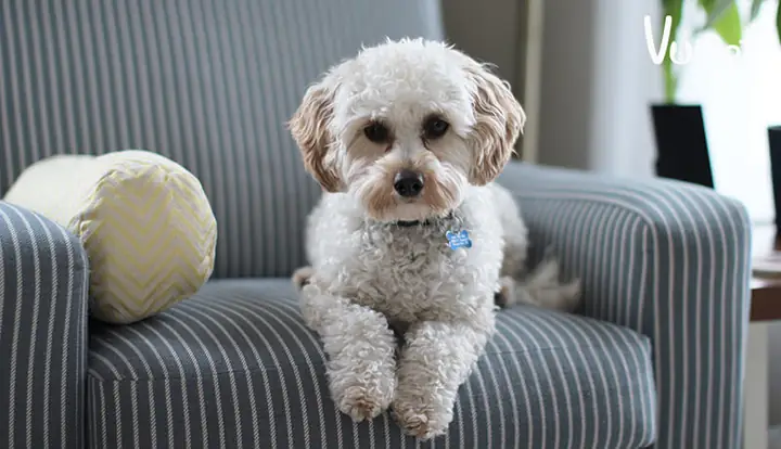 Kinh Nghiệm Nuôi Chó Ở Chung Cư