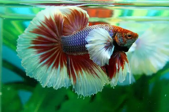 Sức Hút Đặc Biệt Của Cá Betta Và Lý Do Cần Tìm Nơi Chuyên Bán