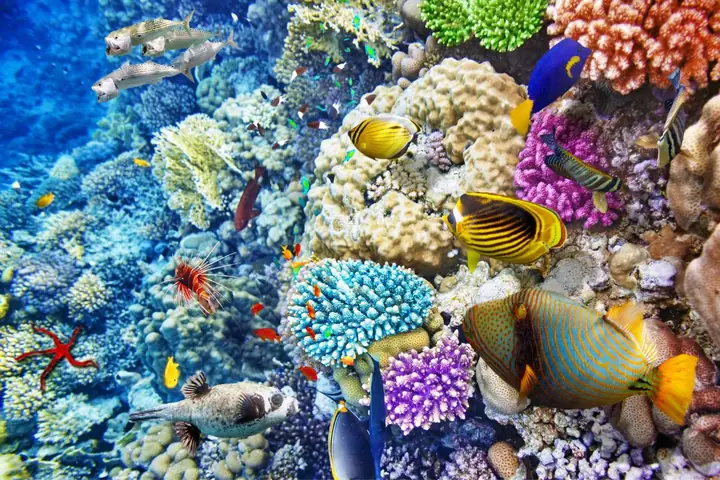 Có Bao Nhiêu Loài Cá Trên Thế Giới?