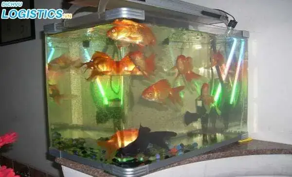 Tổng Quan Về Việc Vận Chuyển Cá Cảnh Bằng Đường Hàng Không