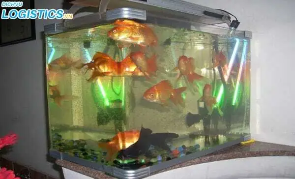 Có Được Mang Cá Cảnh Lên Máy Bay?