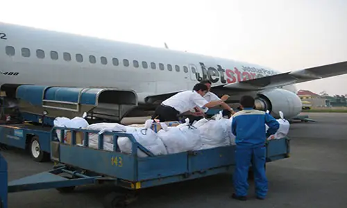 Có Được Mang Cá Cảnh Lên Máy Bay? Hướng Dẫn Toàn Tập