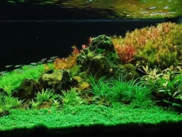 Thảm Cỏ Nhân Tạo Lót Bể Cá