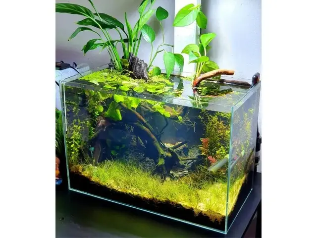 Cỏ Giả Kết Hợp Cỏ Thật