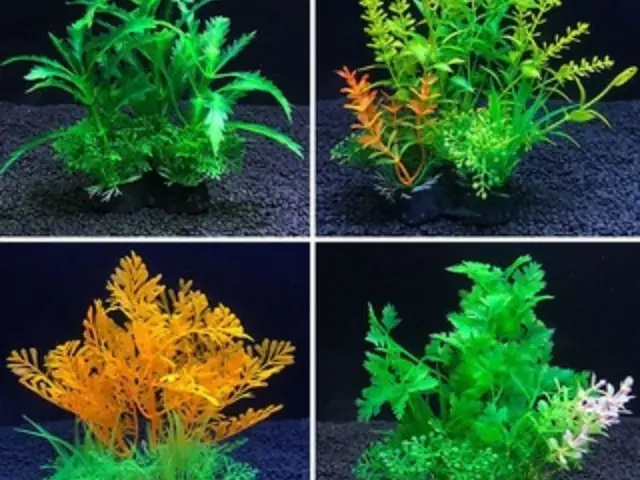 Các Mẫu Cỏ Giả Lót Bể Cá Trong Nhà