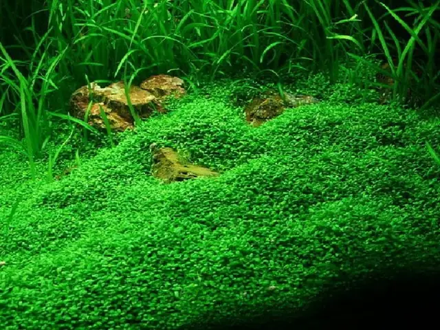 Cỏ Nhân Tạo Trang Trí Kết Hợp Cỏ Giả