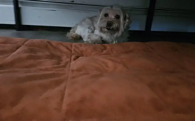 Cách Bố Trí Không Gian Đảm Bảo Sức Khỏe Cho Chó Cách Bố Trí Không Gian Đảm Bảo Sức Khỏe Cho Chó