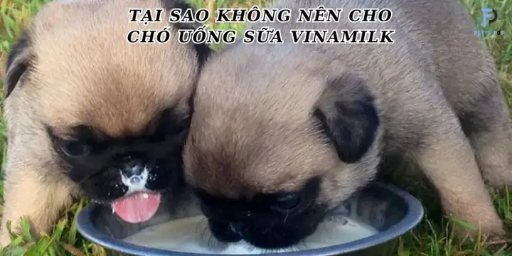Cho Chó Con Uống Sữa Vinamilk Được Không?