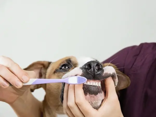 Các Bước Đánh Răng Cho Chó Các Bước Đánh Răng Cho Chó