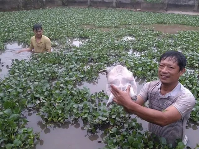 Có Nên Nuôi Baba Chung Với Cá