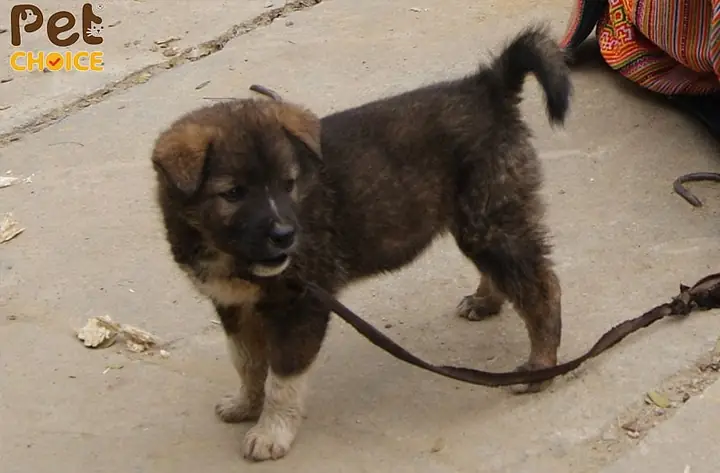 Những Lưu Ý Khi Huấn Luyện