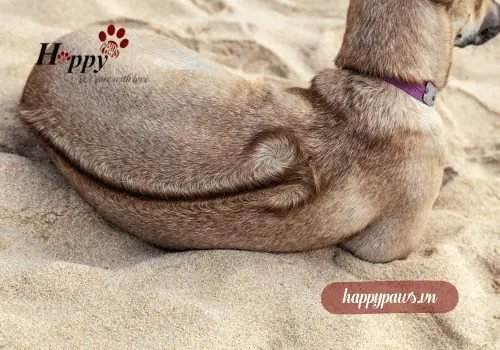 Những Điều Cần Biết Trước Khi Nuôi Chó Phú Quốc