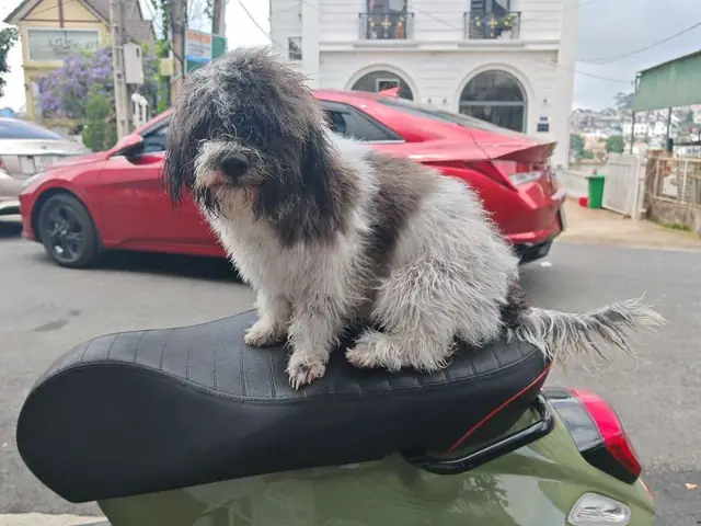 Có Nên Nuôi Poodle Lai Chó Ta Không?