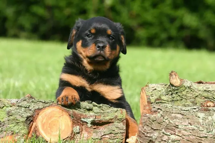 Tuổi Thọ Của Chó Rottweiler Là Bao Nhiêu Năm?