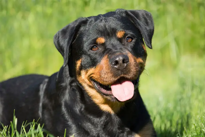 Tập Thể Dục Cho Chó Rottweiler