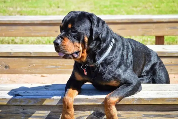 Vậy Giống Chó Rottweiler Có Dữ Không?