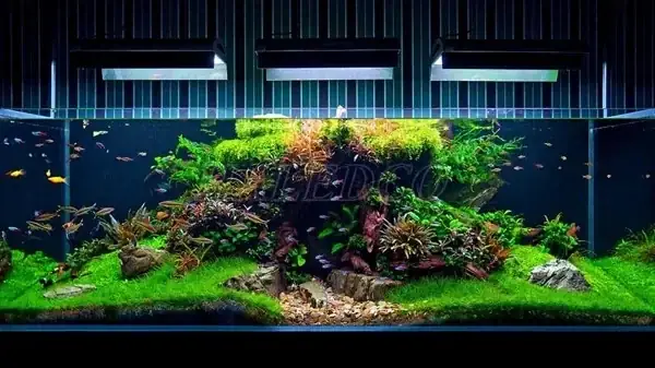 Lưu Ý Về Cách Bật Đèn Cho Bể Cá