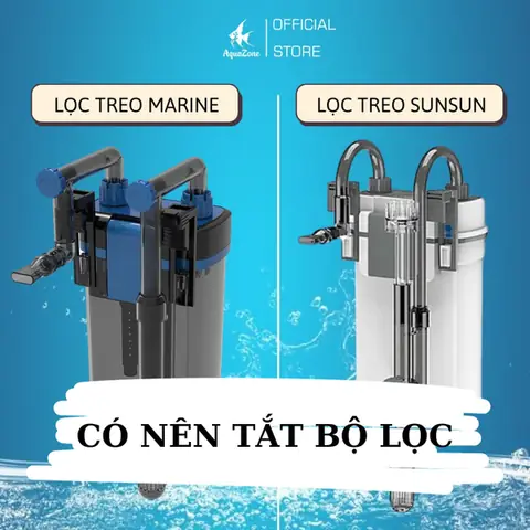 Có Nên Tắt Bộ Lọc Bể Cá Vào Ban Đêm Hay Không?