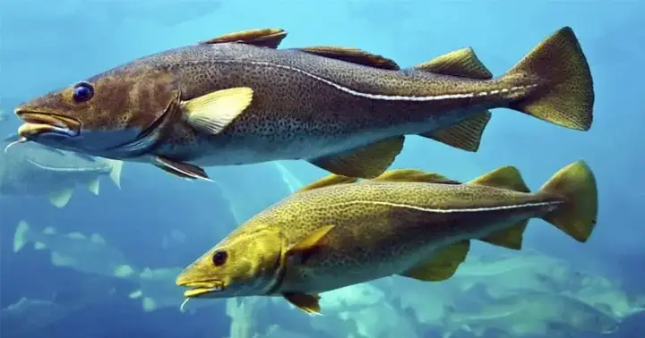 What Is Cod Fish? Types Of Cod Fish On The Market And How To ...