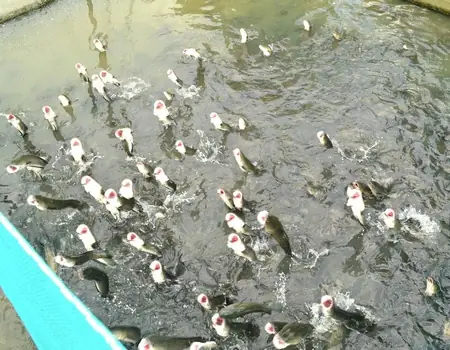 Cá Lóc Là Gì? Đặc Điểm, Tập Tính Và Môi Trường Sống