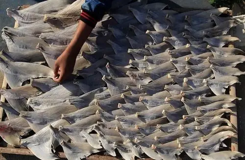 Cá Mập: Đặc Điểm, Tập Tính Và Vai Trò Trong Đại Dương