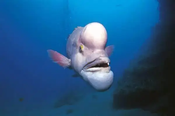 Coi Cá Mập Con Ở Đâu Và Những Sự Thật Thú Vị?