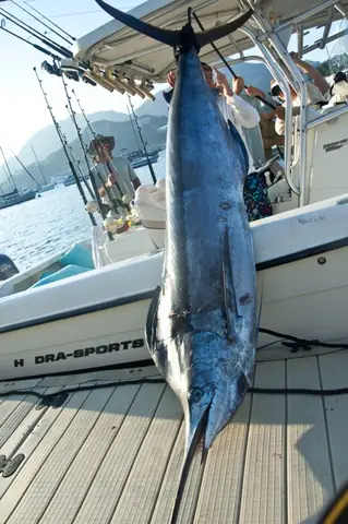 Con Cá Cờ Biển: Đa Dạng Sinh Học, Vai Trò Sinh Thái Và Lợi Ích Kinh Tế Con Cá Cờ Biển: Đa Dạng Sinh Học, Vai Trò Sinh Thái Và Lợi Ích Kinh Tế