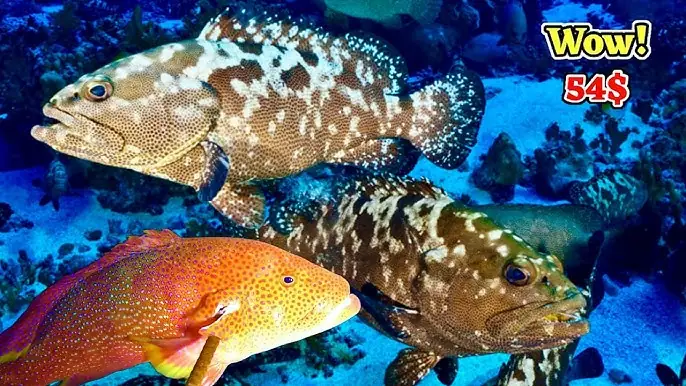 Bơi Lội Giữa Đàn Cá Tuế Triệu Con: Trải Nghiệm Kỳ Diệu Dưới Biển Florida