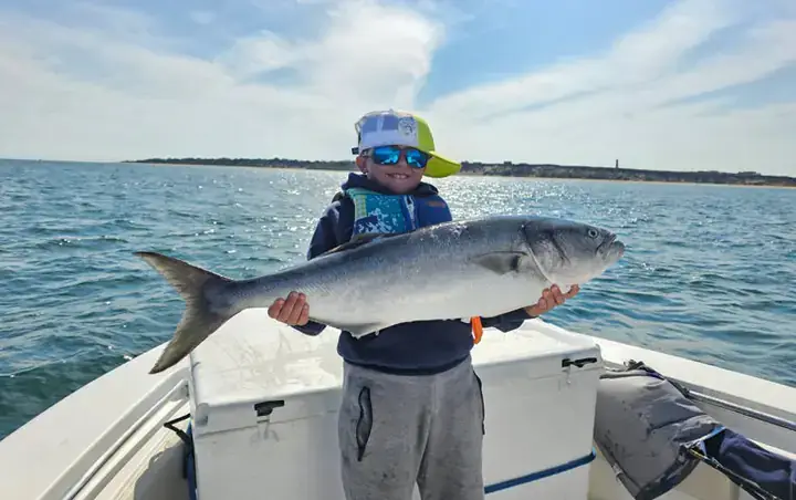 Khám Phá Lý Do Đằng Sau Nỗi Sợ Hãi Về Cá Mập Đa Đầu