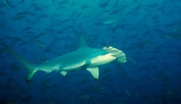 Sự Tương Tác Với Con Người