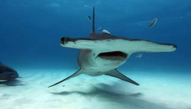 Cá Mập Đầu Búa - Một Trong Những Loài Cá Mập Kì Dị Nhất Thế Giới
