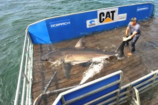 Con Cá Mập Ở Dưới Nước Con Cá Mập Ở Dưới Nước