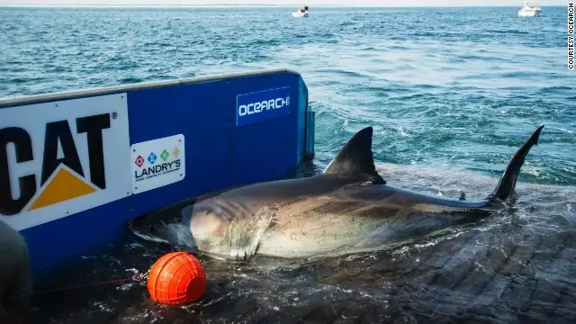 Con Cá Mập Ở Dưới Nước Con Cá Mập Ở Dưới Nước