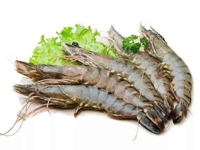 Thức Ăn Cho Cá La Hán Giai Đoạn Sau Một Tháng Tuổi