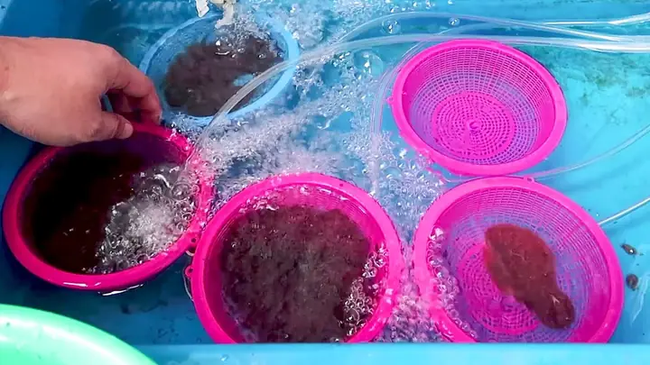 Nuôi Cá La Hán Con Giai Đoạn 10-35 Ngày Tuổi