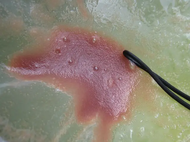 Thức Ăn Cho Cá La Hán Giai Đoạn 3-10 Ngày Tuổi