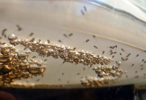 Cá La Hán Con Ăn Gì Giai Đoạn 3 Ngày Tuổi?