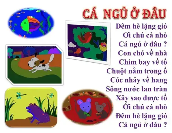 Cá Có Thật Sự Ngủ Không? Khái Niệm Giấc Ngủ Của Loài Cá