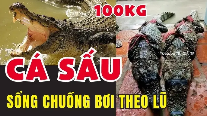 Con Cá Sổng Là Con Cá To: Ý Nghĩa, Nguồn Gốc Và Cách Hiểu Đúng