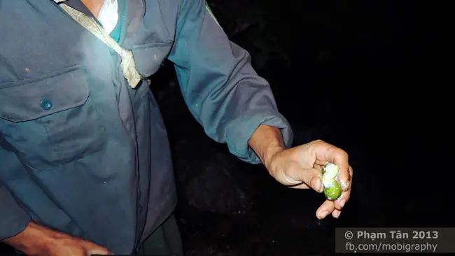 Con Cá Trạch Thứ 2