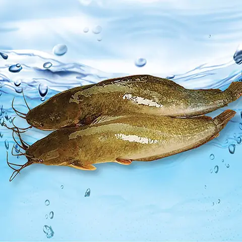 Cá Trê Vàng: Mô Hình Nuôi Luân Canh Hiệu Quả Cao