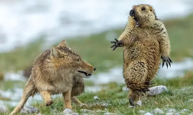 Con Cầy Và Con Chó: So Sánh Sinh Học, Phân Loại Và Đặc Điểm