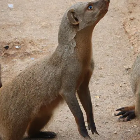 Con Cầy Và Con Chó: So Sánh Sinh Học, Phân Loại Và Đặc Điểm