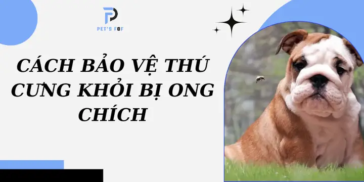 Cách Bảo Vệ Thú Cưng Khỏi Bị Ong Chích