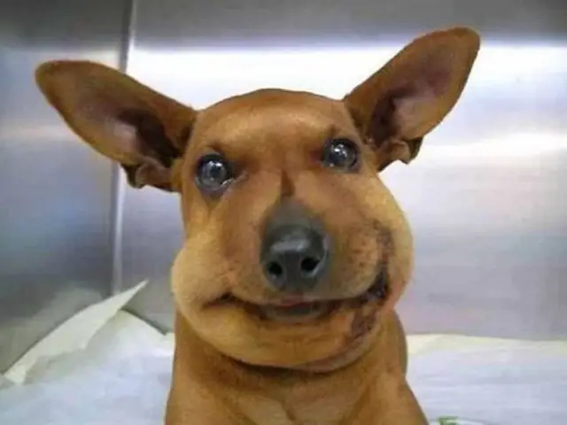 Những Ảnh Con Chó Bị Ong Đốt Ngộ Nghĩnh Khác