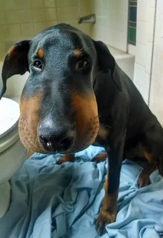 Ảnh Con Chó Bị Ong Đốt Sưng Miệng