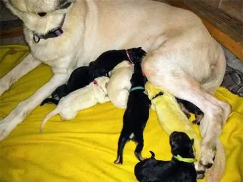 Chó Mẹ Màu Trắng Đẻ Ra Chó Con Lông Màu Vàng Chanh Cực Lạ Đời - Ảnh 1.