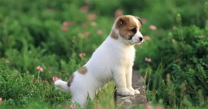 Con Chó Mập Nhất Thế Giới: Khám Phá Cuộc Sống Của Những “béo Ú” Siêu Cưng