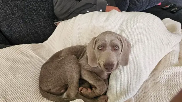 Con Chó Mập Nhất Thế Giới: Khám Phá Cuộc Sống Của Những “béo Ú” Siêu Cưng